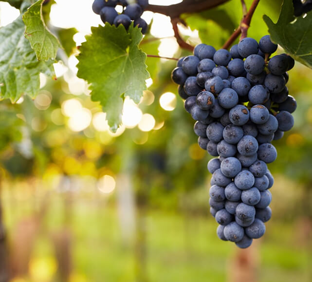 branch-of-red-wine-grapes